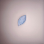 Gips Blatt Ringhalter Hellblau